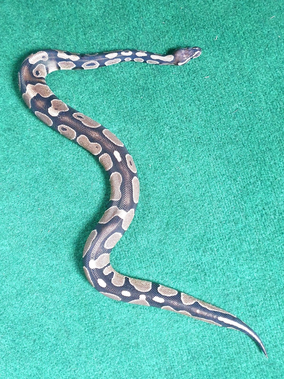 Prachtige handtamme koningspython! Ball Python photo 5