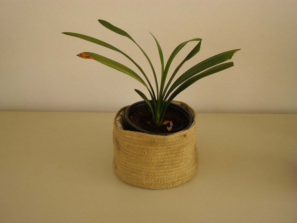 Clivia / St. Jozefplant; +/- 40 cm hoog en breed, Ophalen, Overige soorten, Halfschaduw, In pot