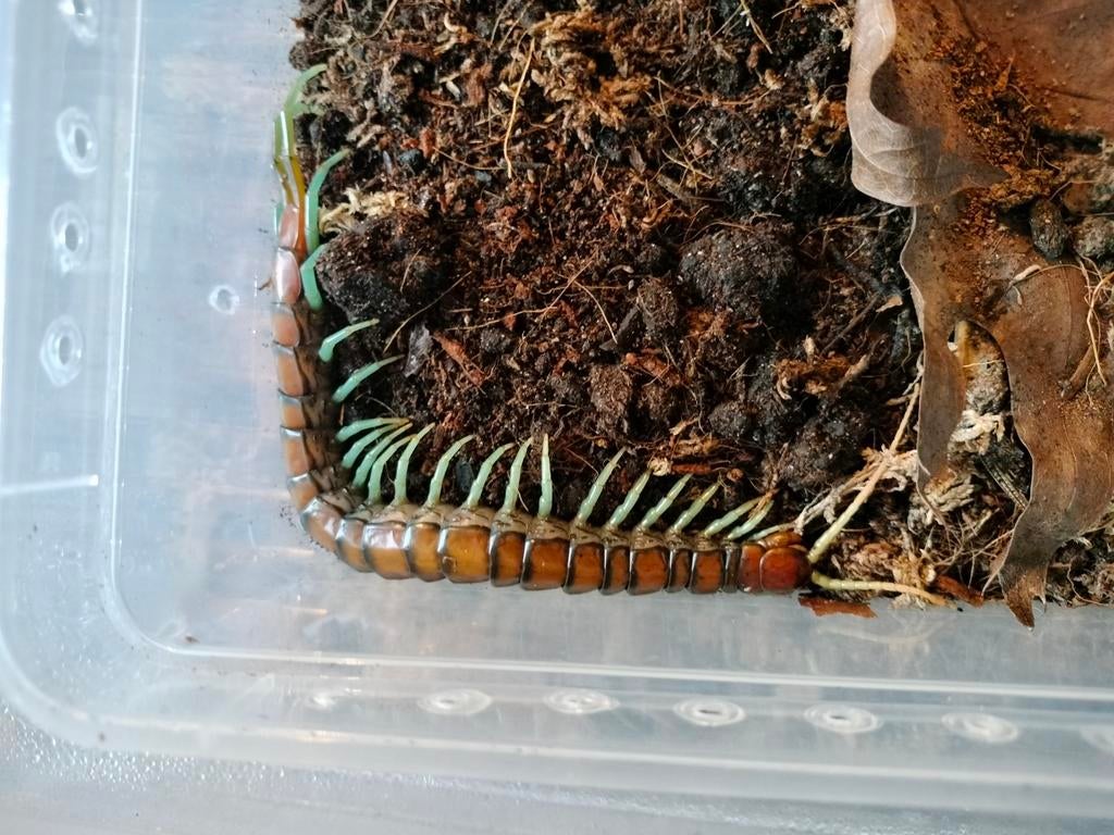 Spinnen/duizendpoten (24-4), Dieren en Toebehoren, Insecten en Spinnen, Spin of Schorpioen