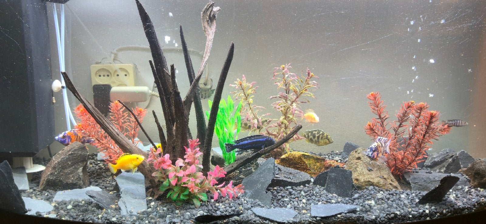Aqurium, Dieren en Toebehoren