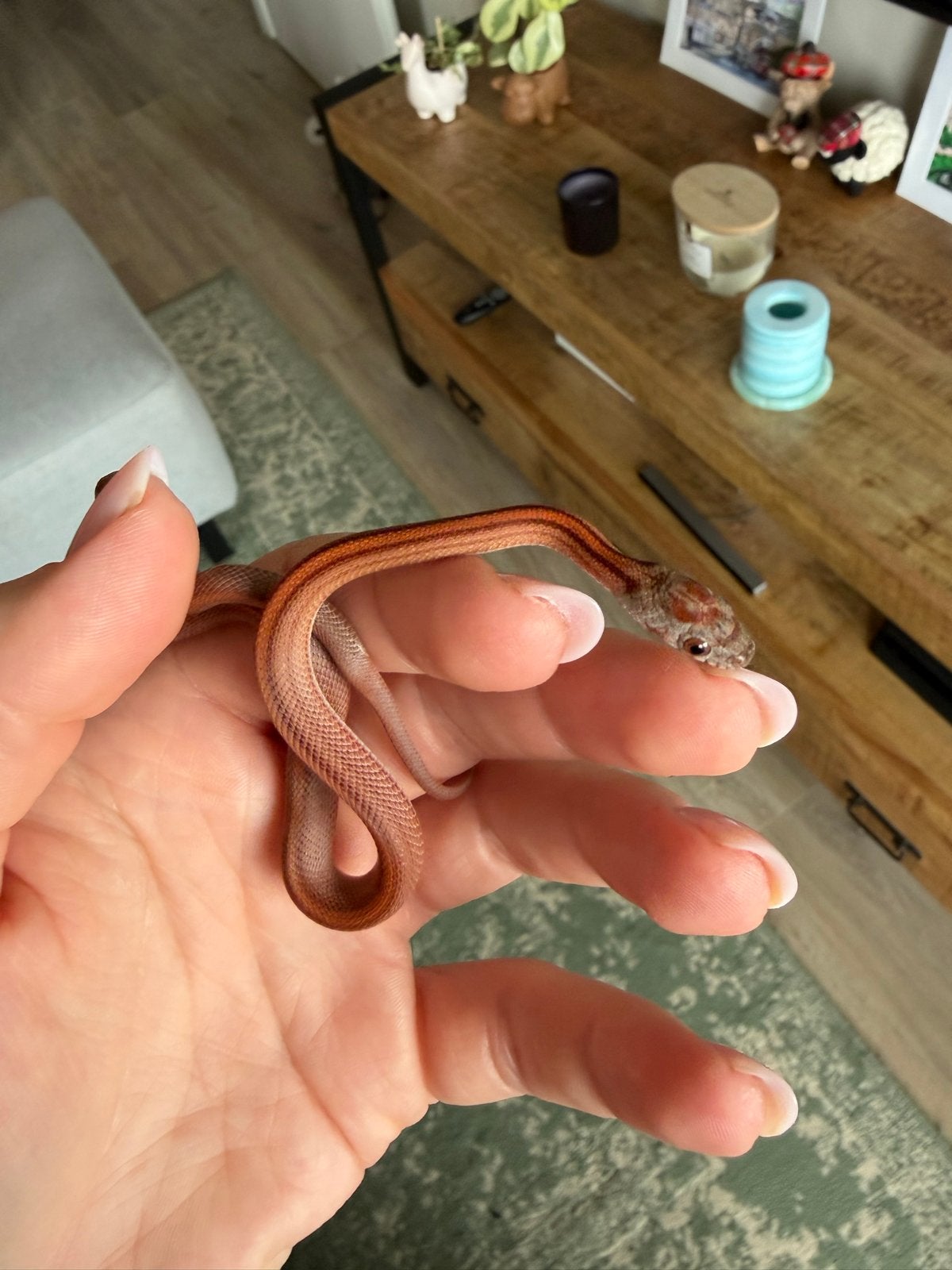 Rattenslang (jong) Rat Snake - unknown for sale from Lisanne van Oeveren