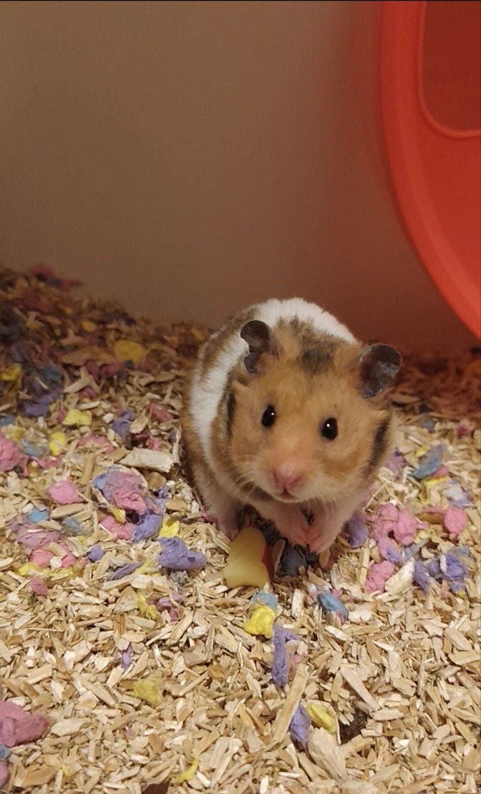 Tamme Syrische hamster te koop in Luttelgeest, Ophalen, Zo goed als nieuw, Loopwiel of Rad