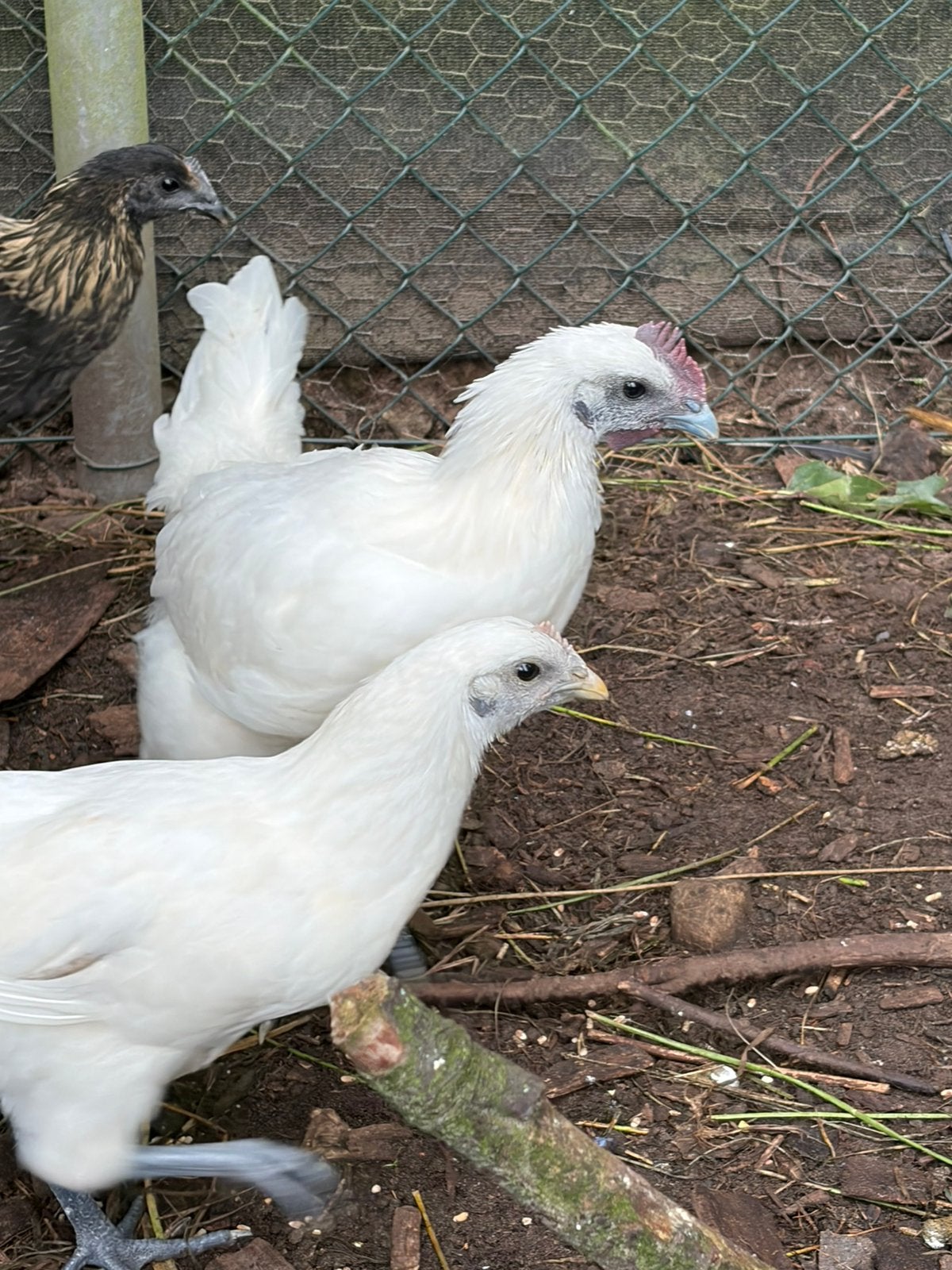 Ga hmong kippen, Meerdere dieren, Kip