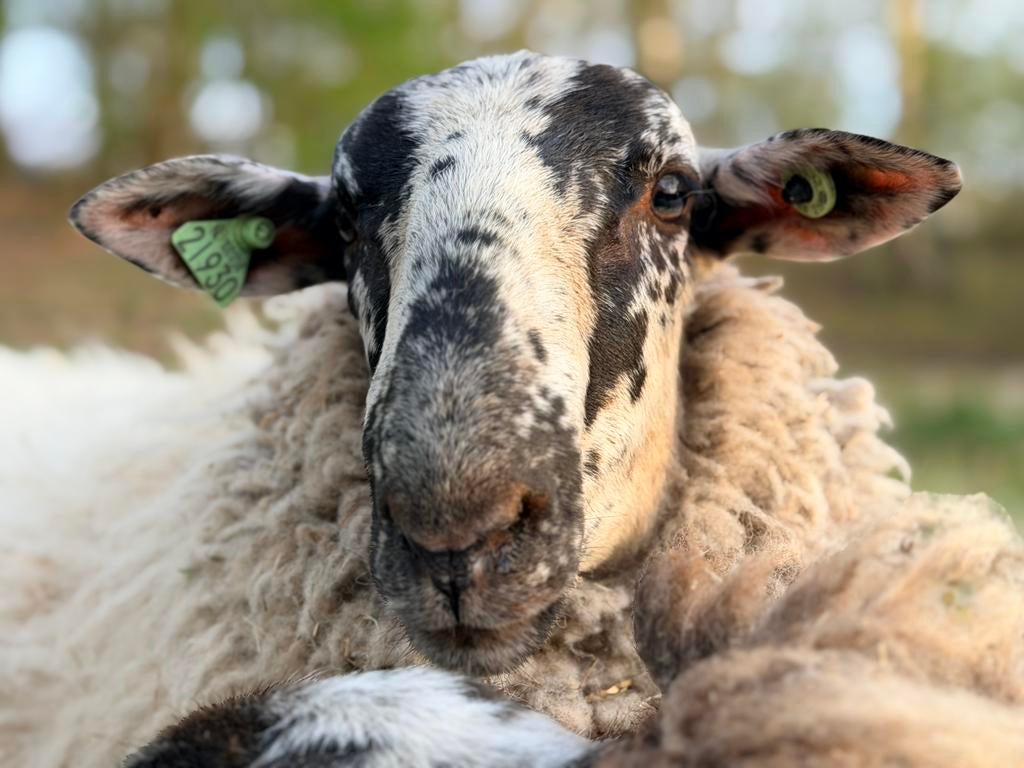 Schoonebeeker Ram te koop, Dieren en Toebehoren, Mannelijk, Schaap