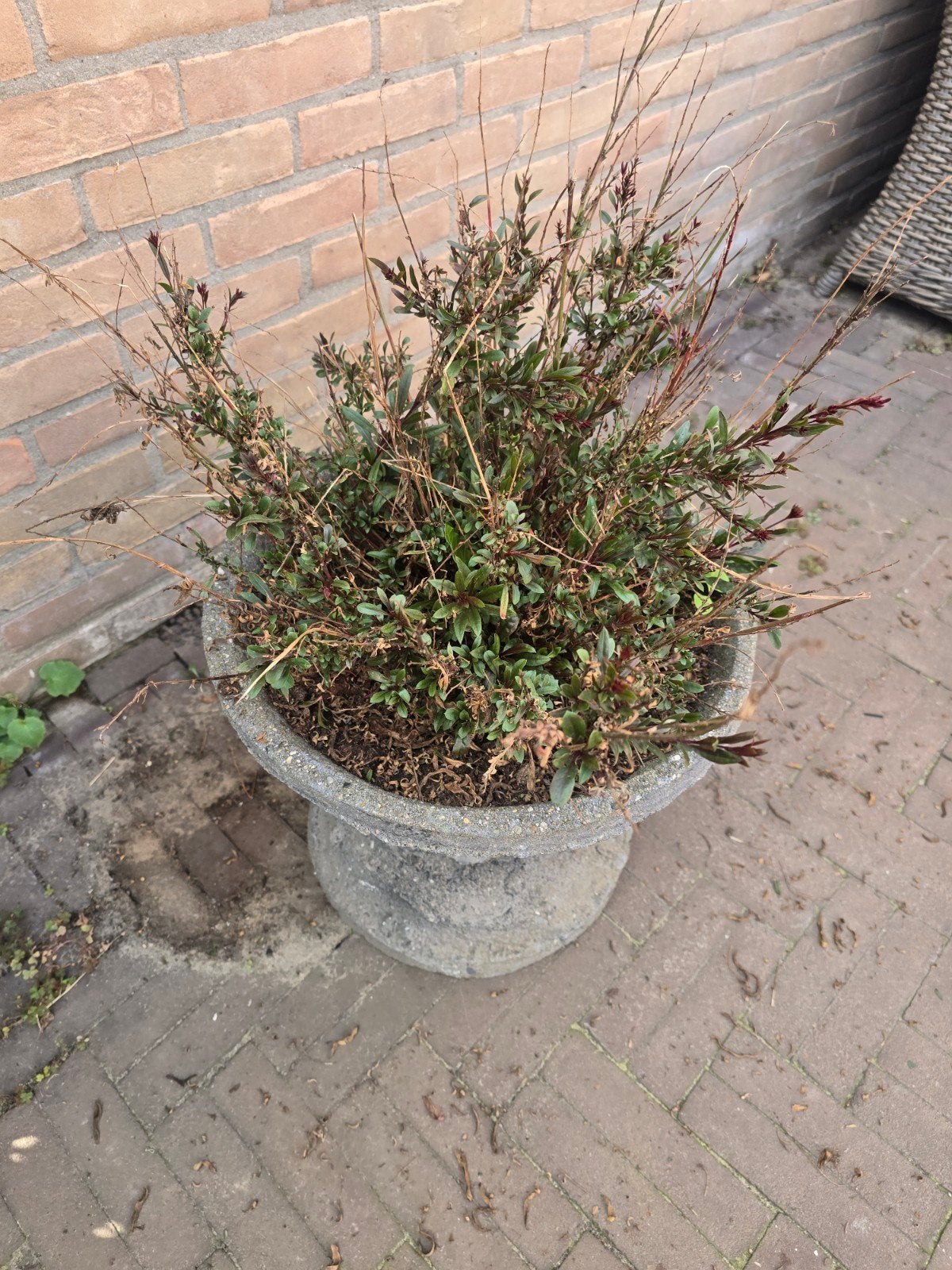 Grote stenen bloempot met plant, Ophalen, Steen, Gebruikt, Minder dan 60 cm