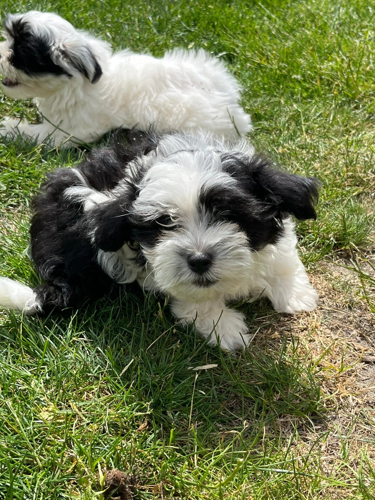 Mooie speelse boomer pups, Parvo, Nederland, 8 tot 15 weken, Meerdere