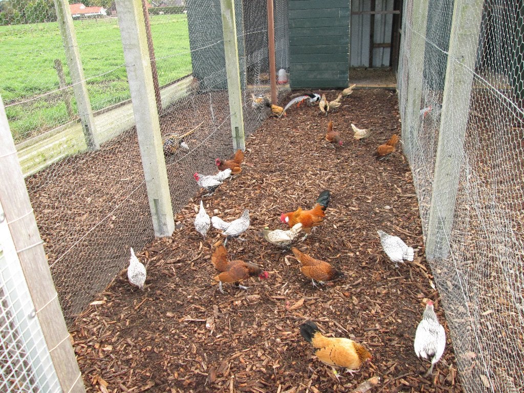 Sebright krielen, Dieren en Toebehoren, Pluimvee, Meerdere dieren, Kip