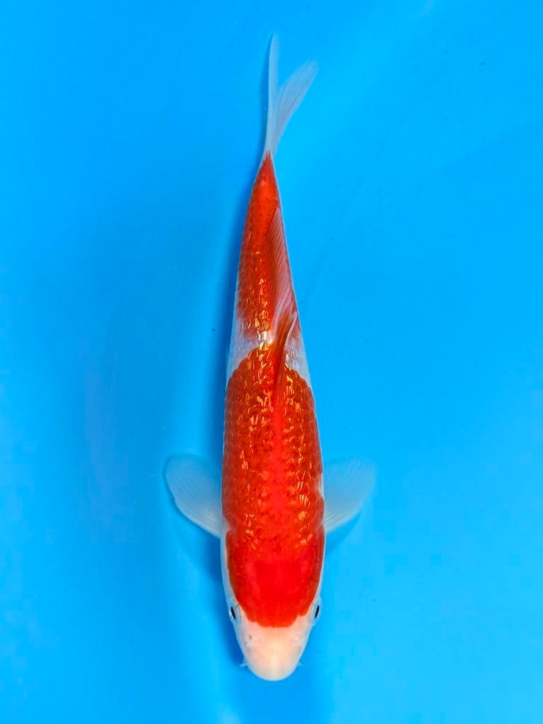 Japanse Koi – Marushi | Ginrin Goromo  | Incl Certificaat, Karper of Koi