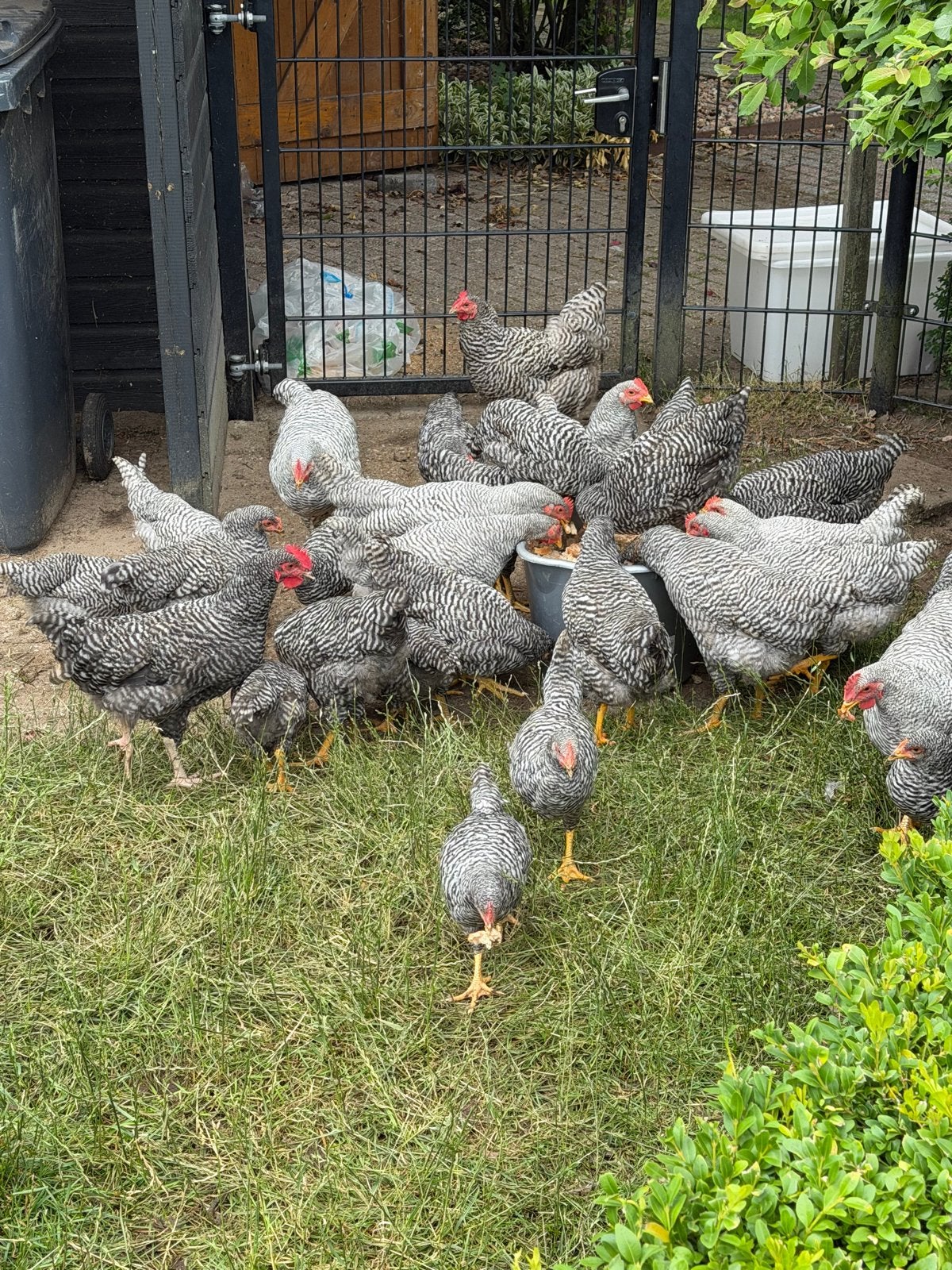 Amrock hennen & hanen 3-5 maanden, Meerdere dieren, Kip