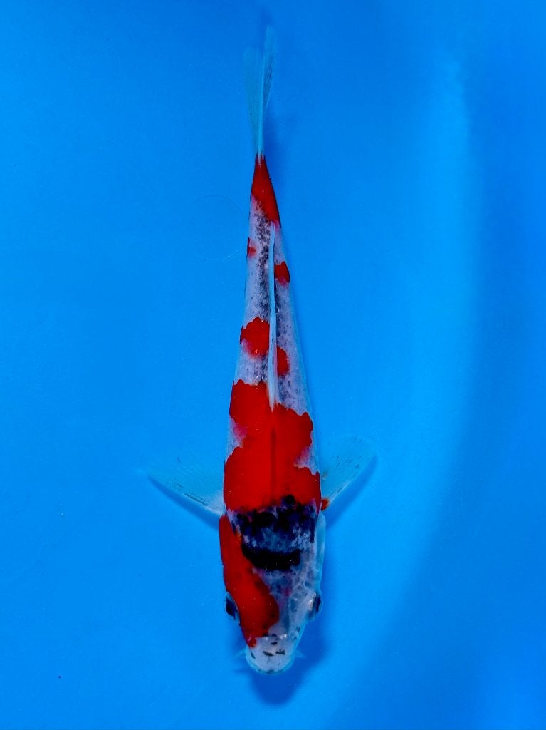 Kase VHQ Tateshita Mix | 15–18 cm | Goshiki, Dieren en Toebehoren, Vissen | Vijvervissen, Karper of Koi