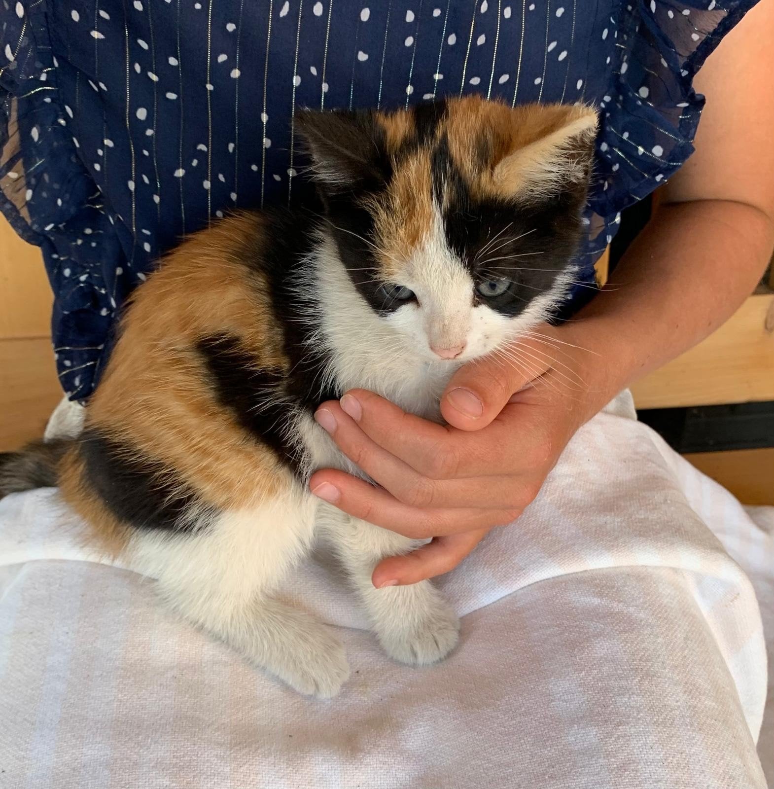 Kittens te koop!, Meerdere dieren