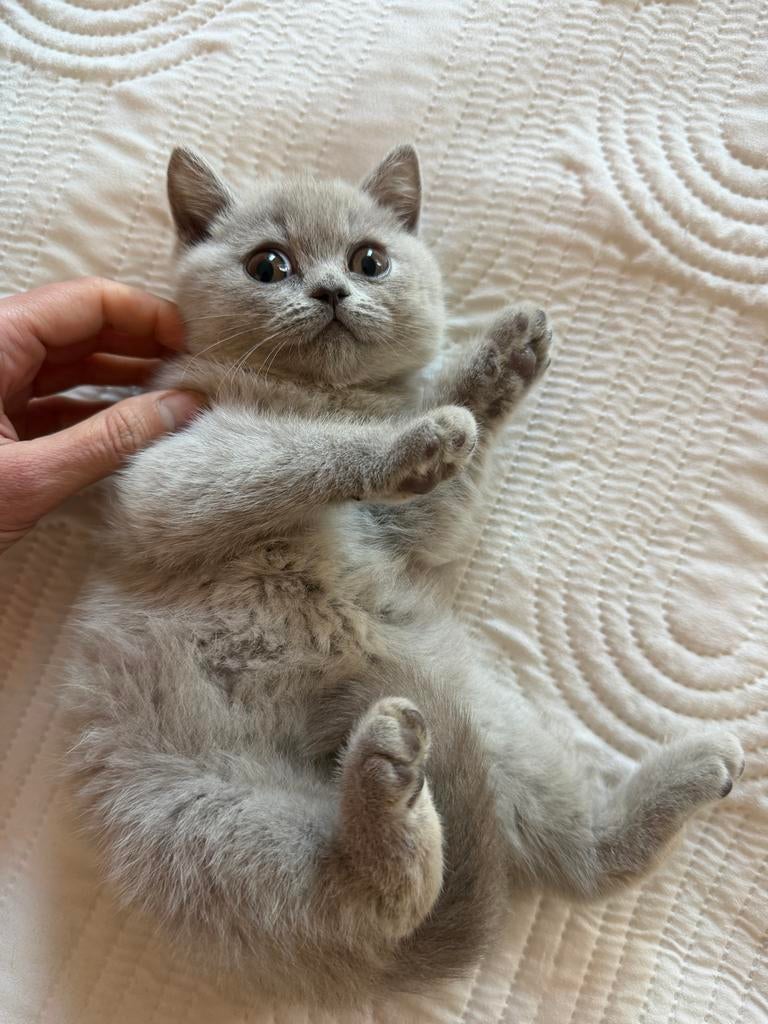 British shorthair . Verkocht, Meerdere dieren