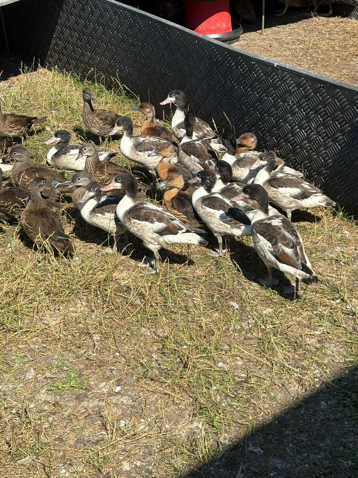 Mandarijneend bergeend, Dieren en Toebehoren, Pluimvee, Meerdere dieren, Eend
