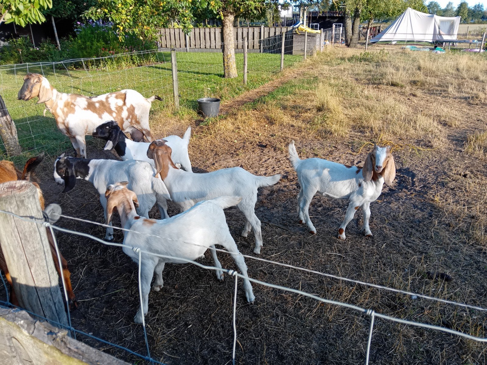 kruising nubisch  met boergeit te koop, Dieren en Toebehoren, Schapen, Geiten en Varkens, Meerdere dieren, Geit, 0 tot 2 jaar