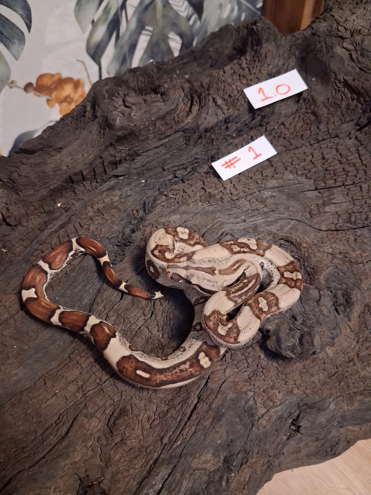 te koop jungle,hypo,hypo jungle het vpi (gandolfo) boa's, Slang, 0 tot 2 jaar