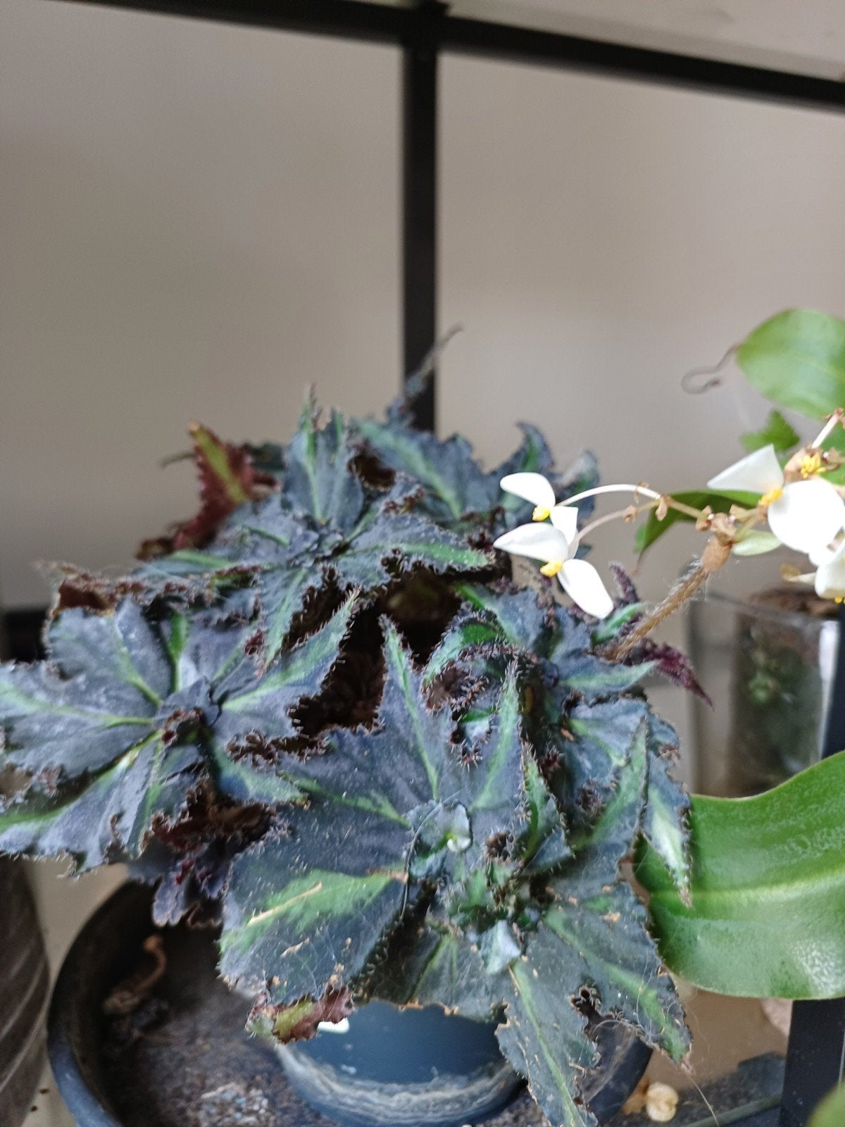Prachtige Begonia met unieke bladeren, Ophalen, Overige soorten, Halfschaduw, In pot