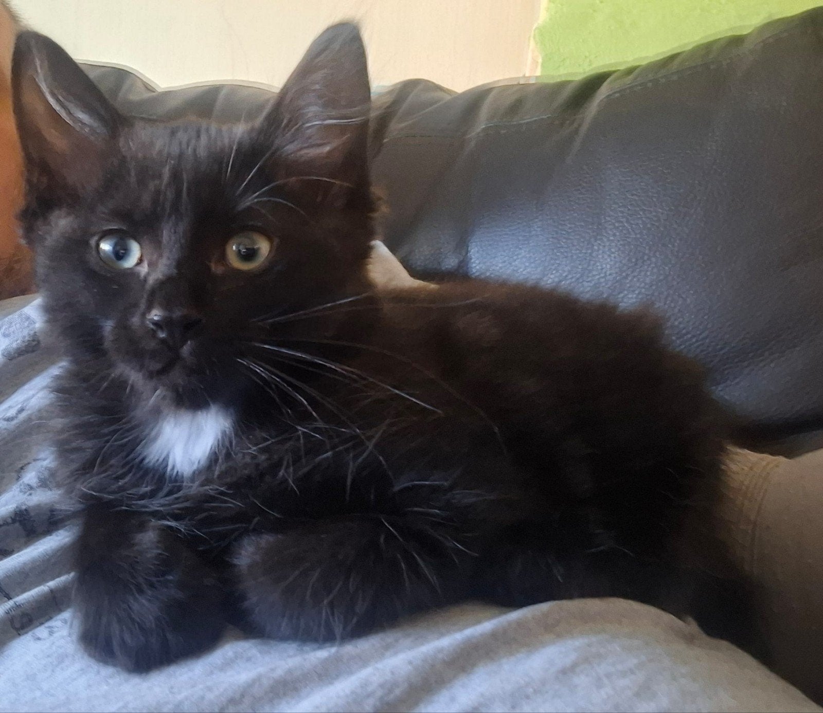 Ragdoll katertje, alleen deze week voor 500 euro! IN OPTIE!, Dieren en Toebehoren, Kater, Langharig, 0 tot 2 jaar