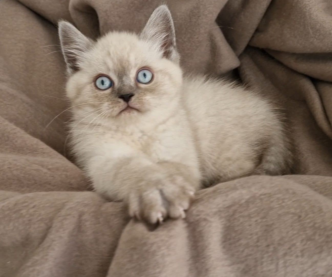 Britse  ragdoll kittens, Meerdere dieren, Ontwormd, 0 tot 2 jaar