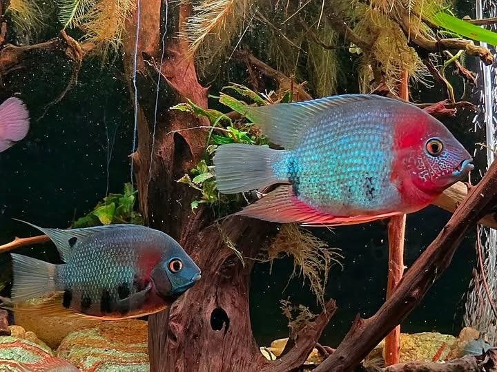 koppel heros severum 15cm te koop, Vis, Zoetwatervis