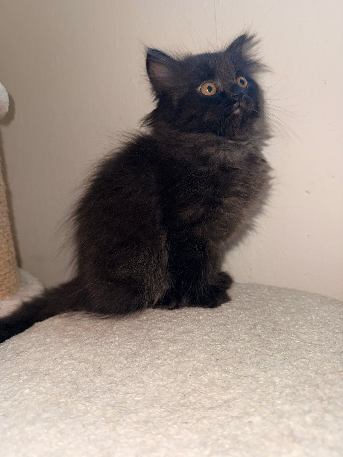 2 lieve kittens kruising pers rachdoll, Poes, Langharig, 0 tot 2 jaar