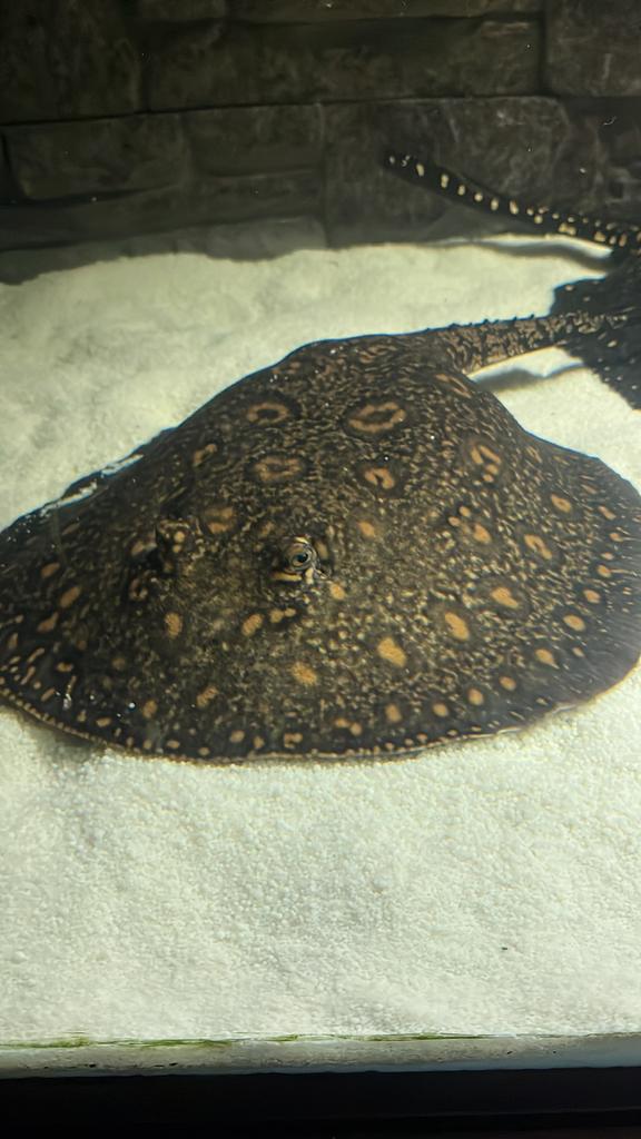 potamotrygon motoro hybride female 30/35cm disc, Vis