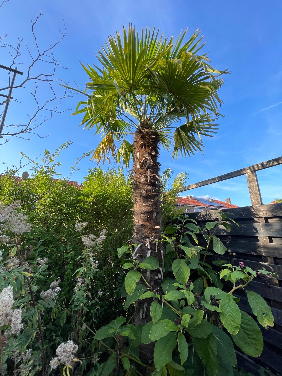 Palmboom (2 stuks) in prijs verlaagd, Tuin en Terras, Ophalen of Verzenden, Zomer, Volle zon, Palmboom