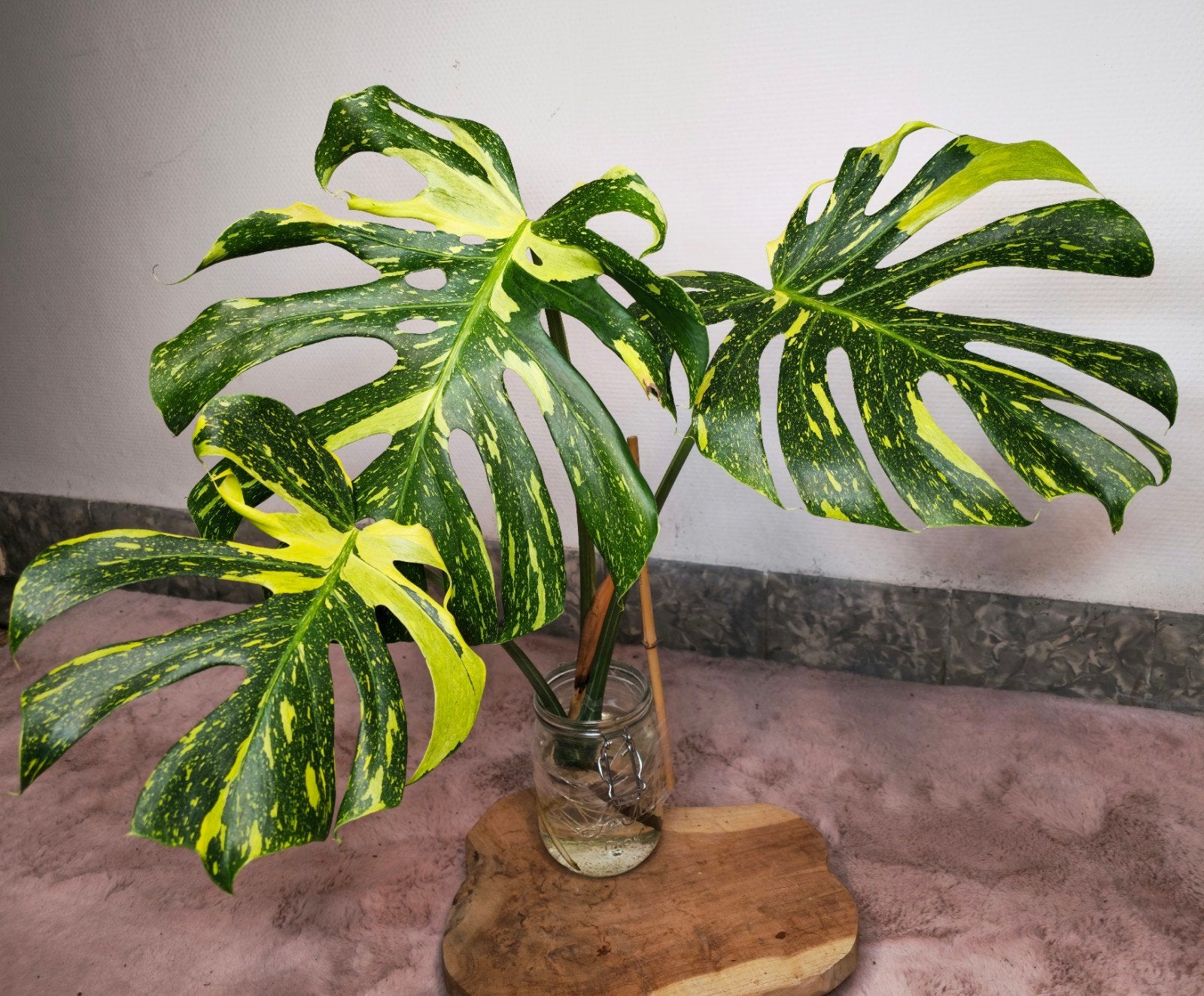 Monstera Electrolight - Gewortelde topstek, Tuin en Terras, Planten | Tuinplanten, Ophalen of Verzenden
