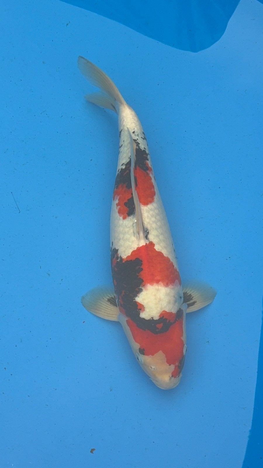 te koop showa maruhiro, Dieren en Toebehoren, Vissen | Vijvervissen, Karper of Koi