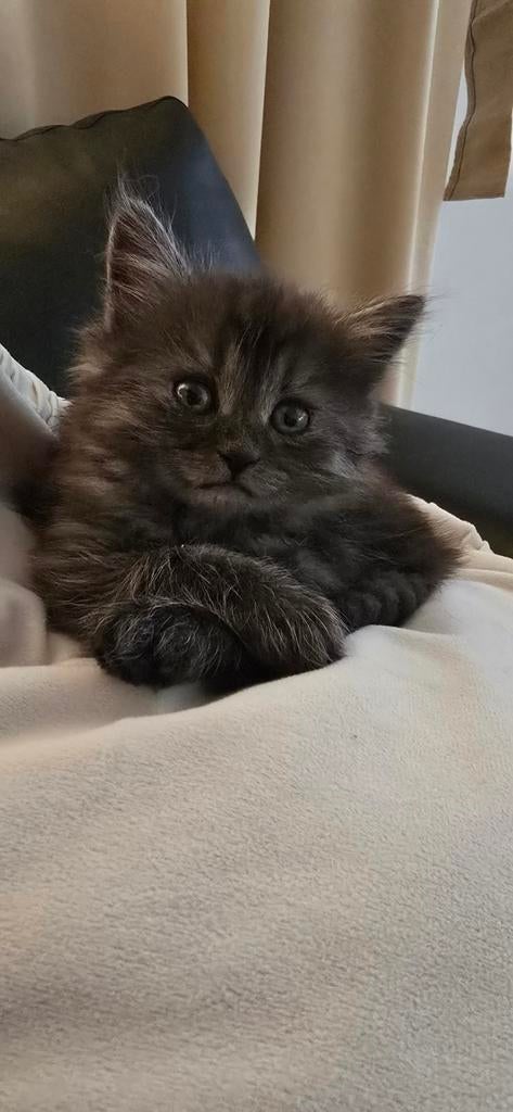 Maine Coon Kittens, Meerdere dieren, Ontwormd