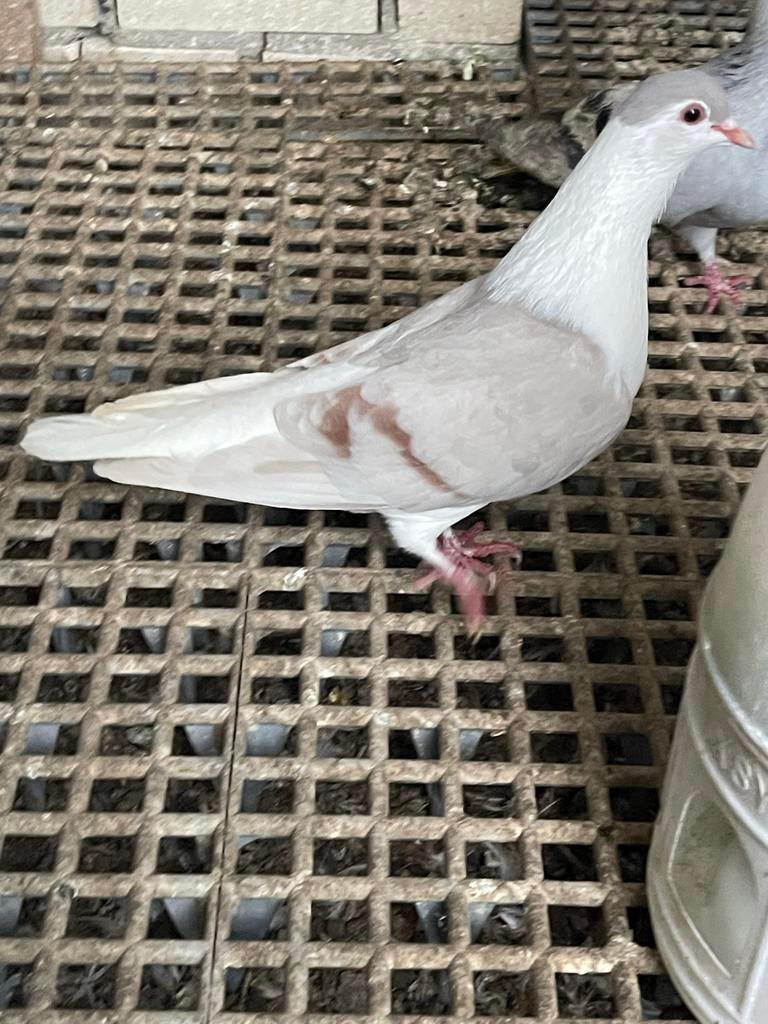 Te koop sierduiven Afghaanse duiven, Dieren en Toebehoren, Meerdere dieren, Overige soorten