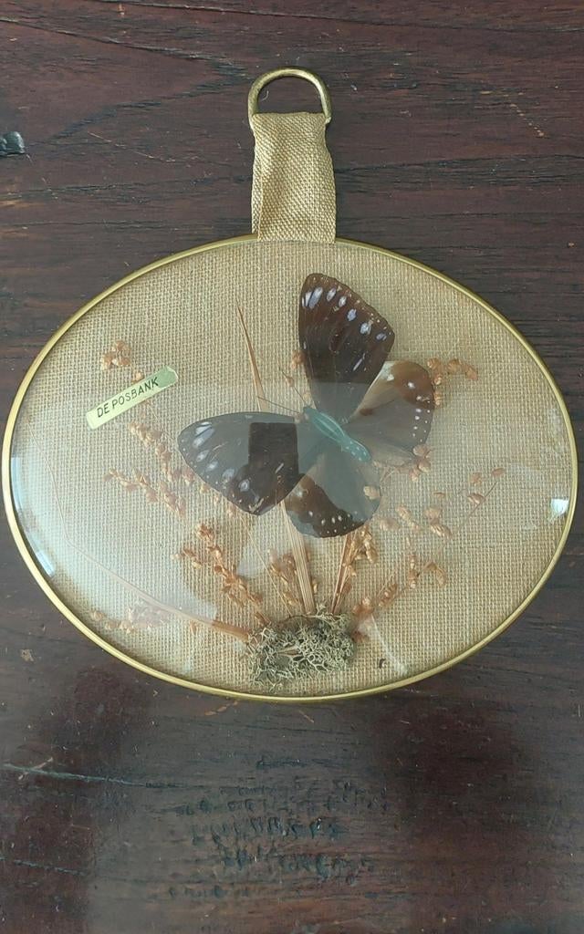 Vintage ingelijste vlinder -Souvenir  De Posbank, Ophalen, Insect, Opgezet dier