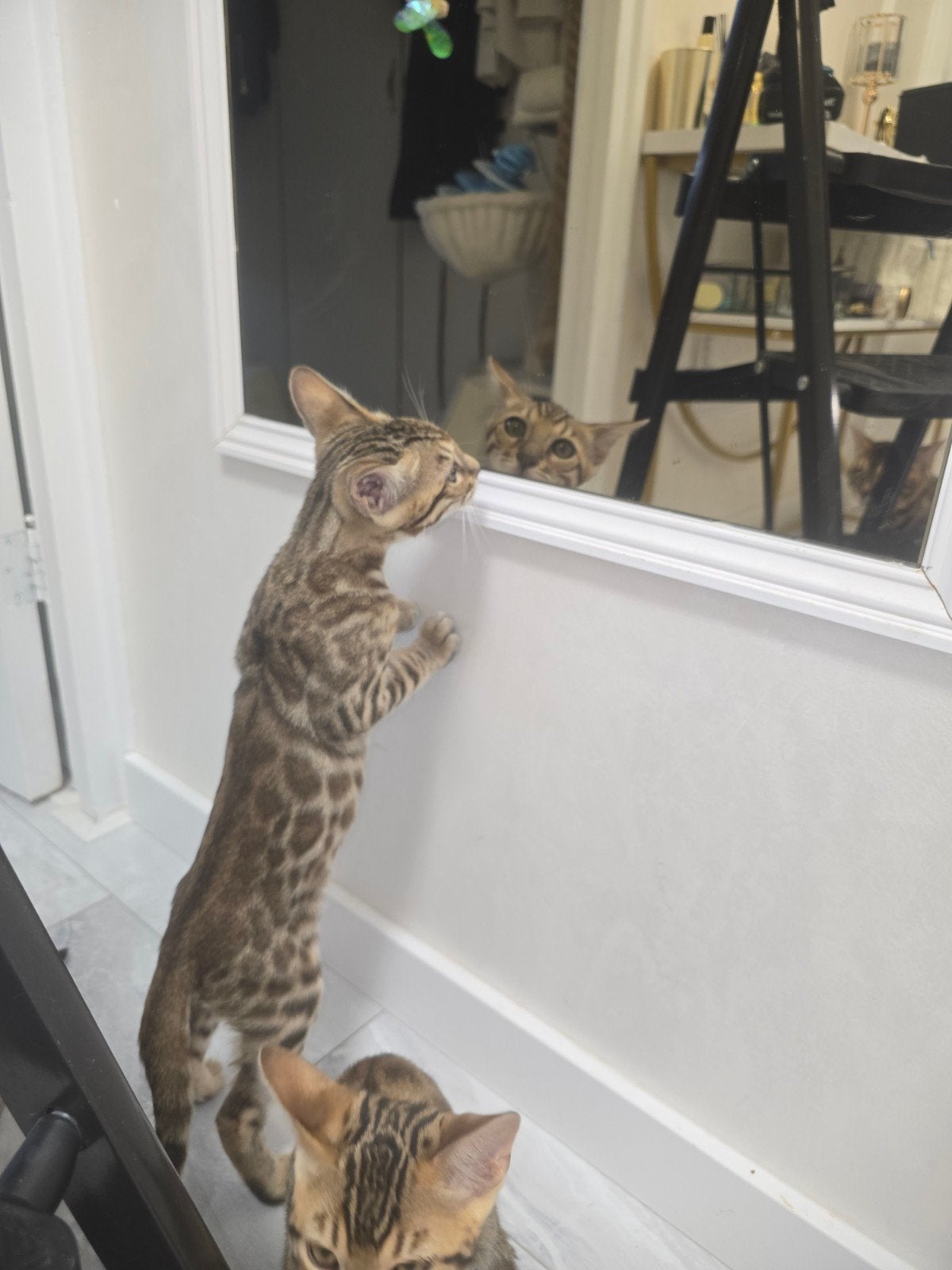 Prachtige Bengaalse kittens te koop, Kater, Ontwormd, 0 tot 2 jaar