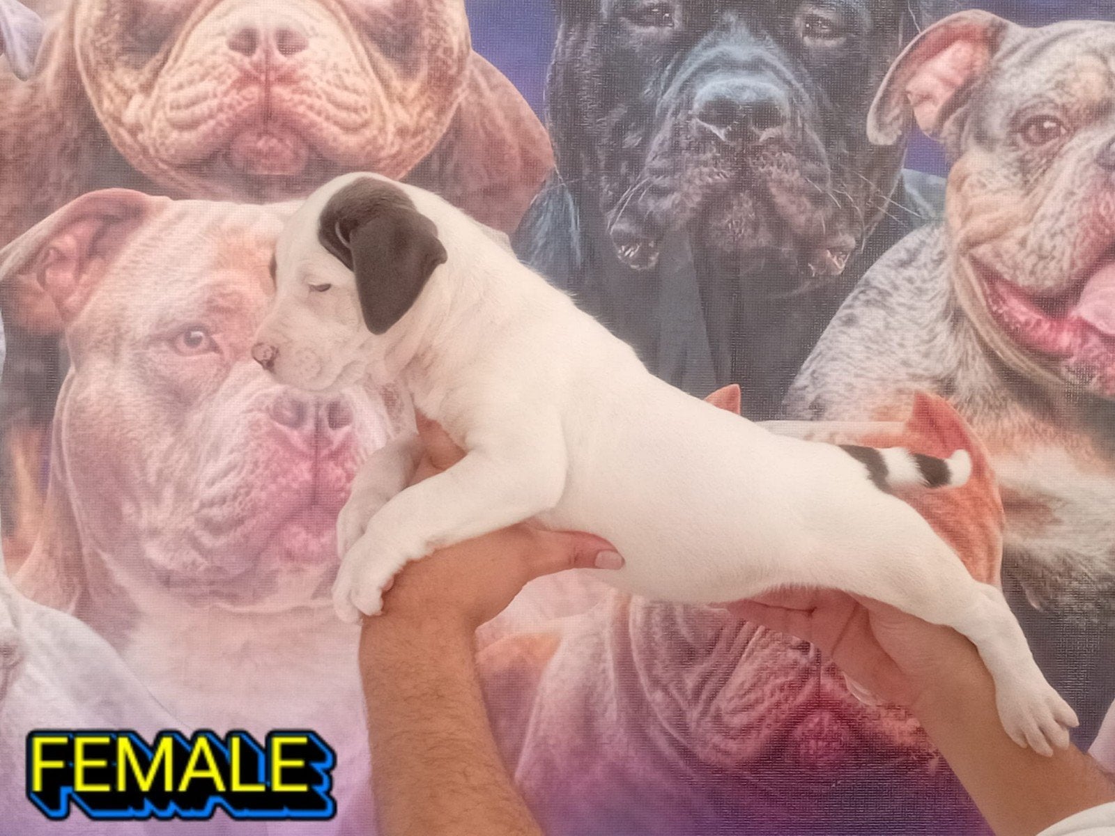american bully  pups  Dbkc stamboom 23 augustus  verhuizen, Parvo, Overige rassen, 8 tot 15 weken, Meerdere