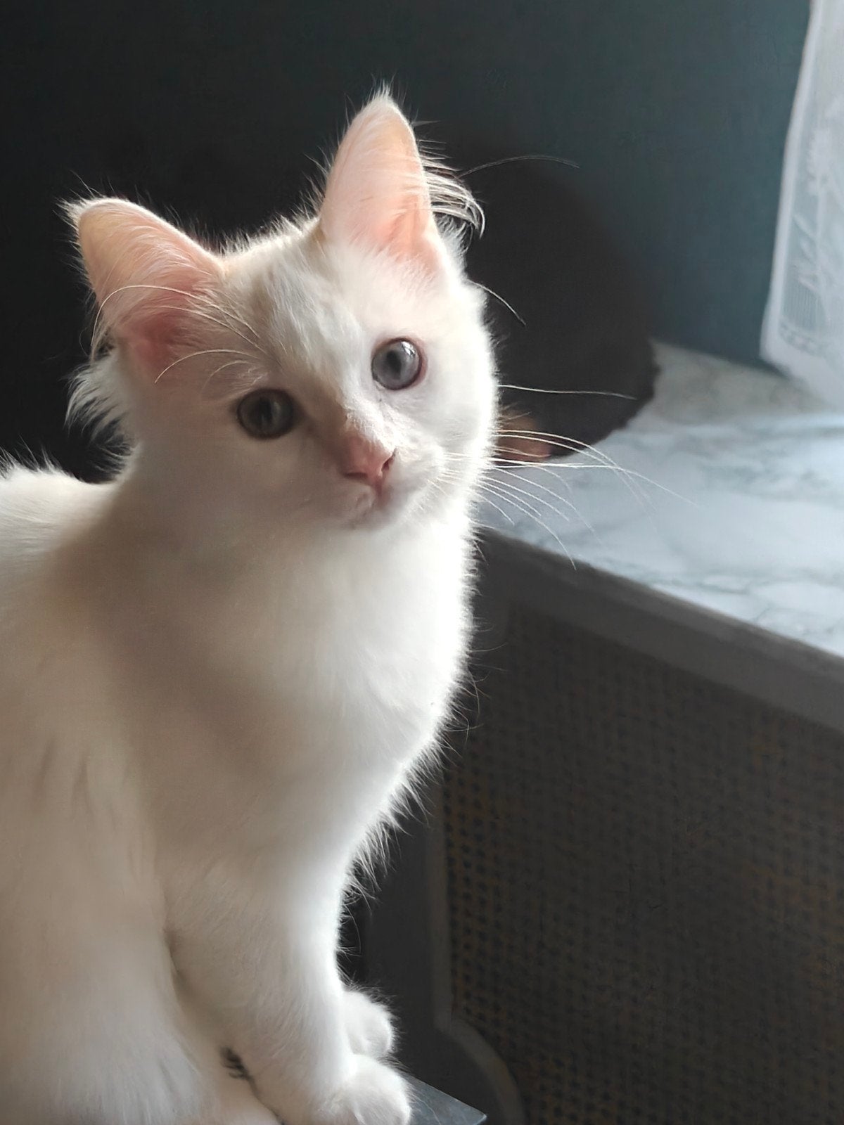 Lieve Raggdol kitten ( kater) zoekt forever huisje, Kater, Gechipt, 0 tot 2 jaar
