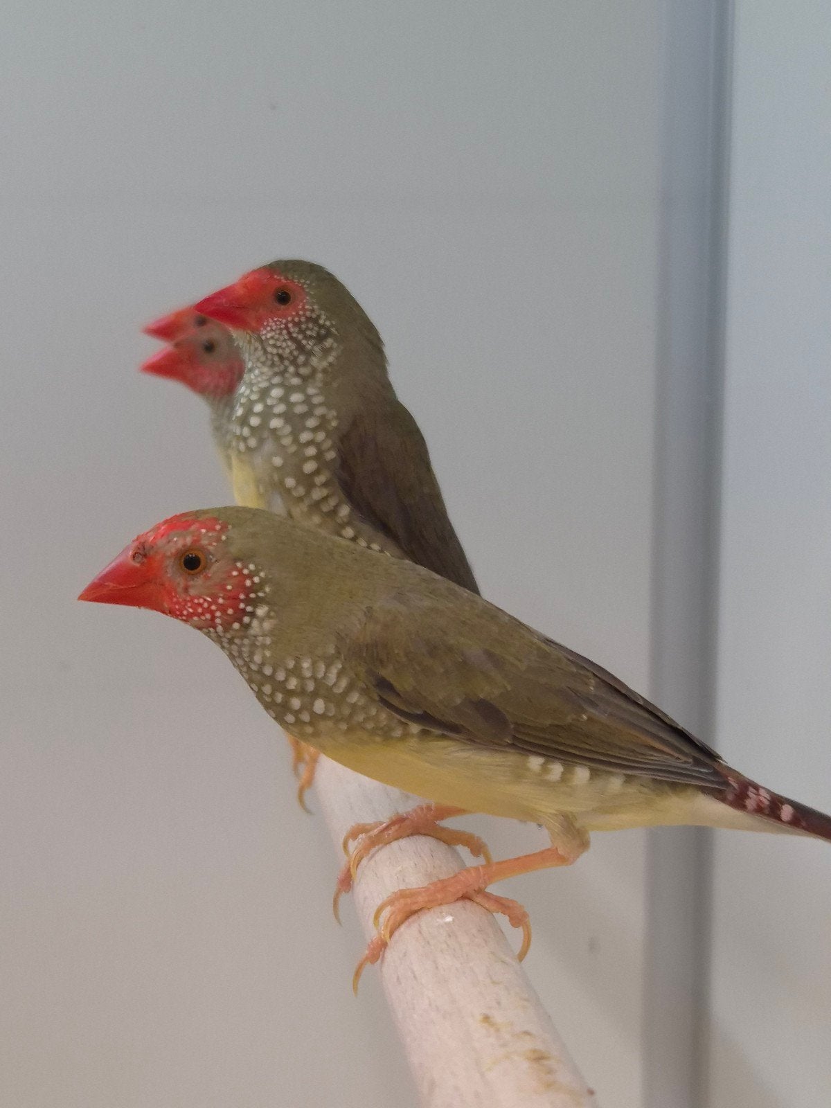 4-4 Binsen astrildes, Dieren en Toebehoren, Meerdere dieren, Tropenvogel, Geringd