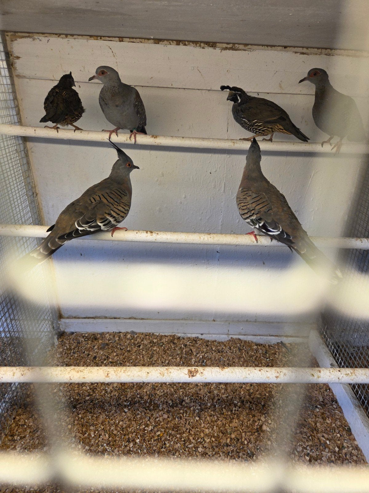 guinea duiven, Meerdere dieren, Overige soorten