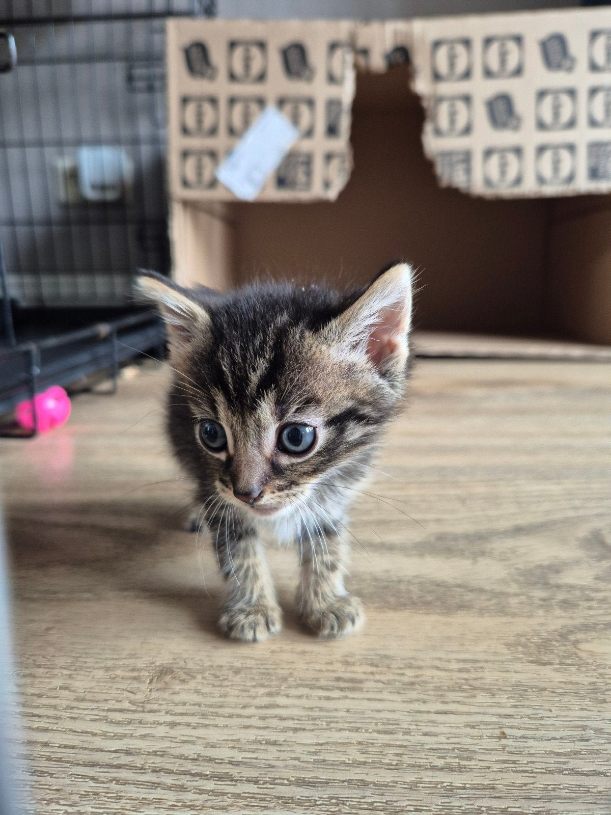 prachtig mooie kittens, Meerdere dieren