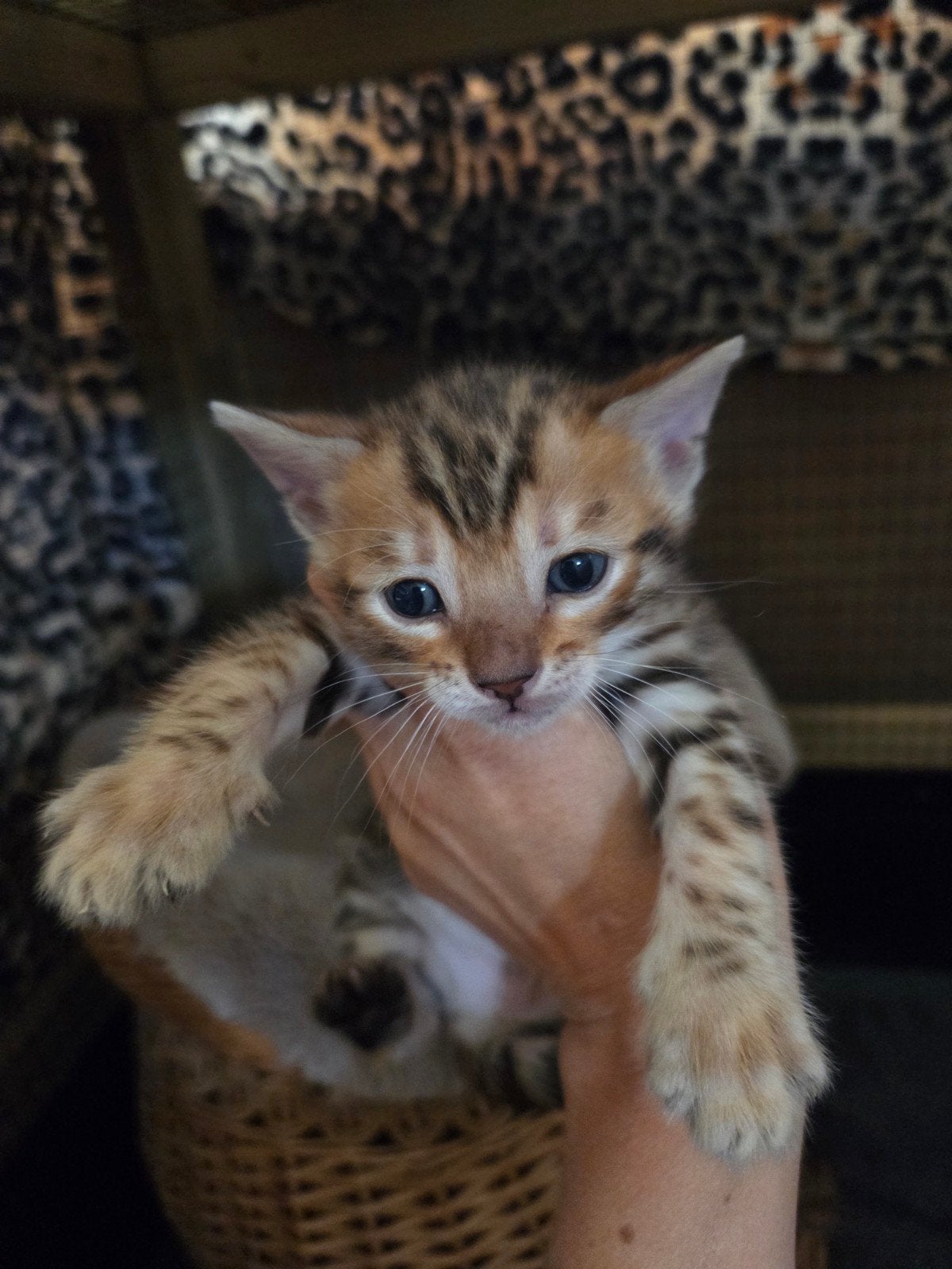 Bengaal kittens te koop, Dieren en Toebehoren, Katten en Kittens | Overige Katten, Meerdere dieren, Kortharig, 0 tot 2 jaar