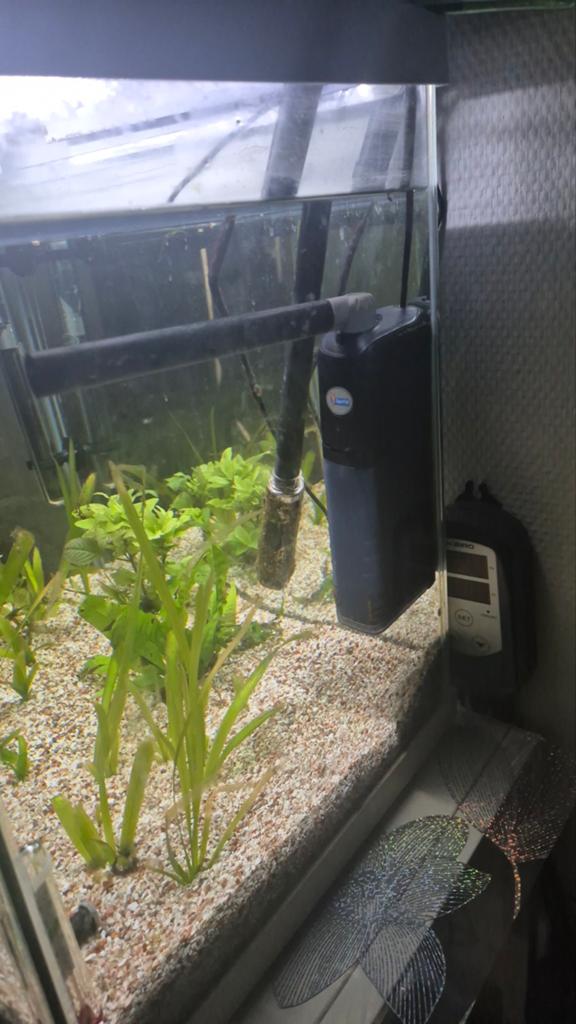 Aquarium, Dieren en Toebehoren, Vissen | Aquariumvissen, Vis