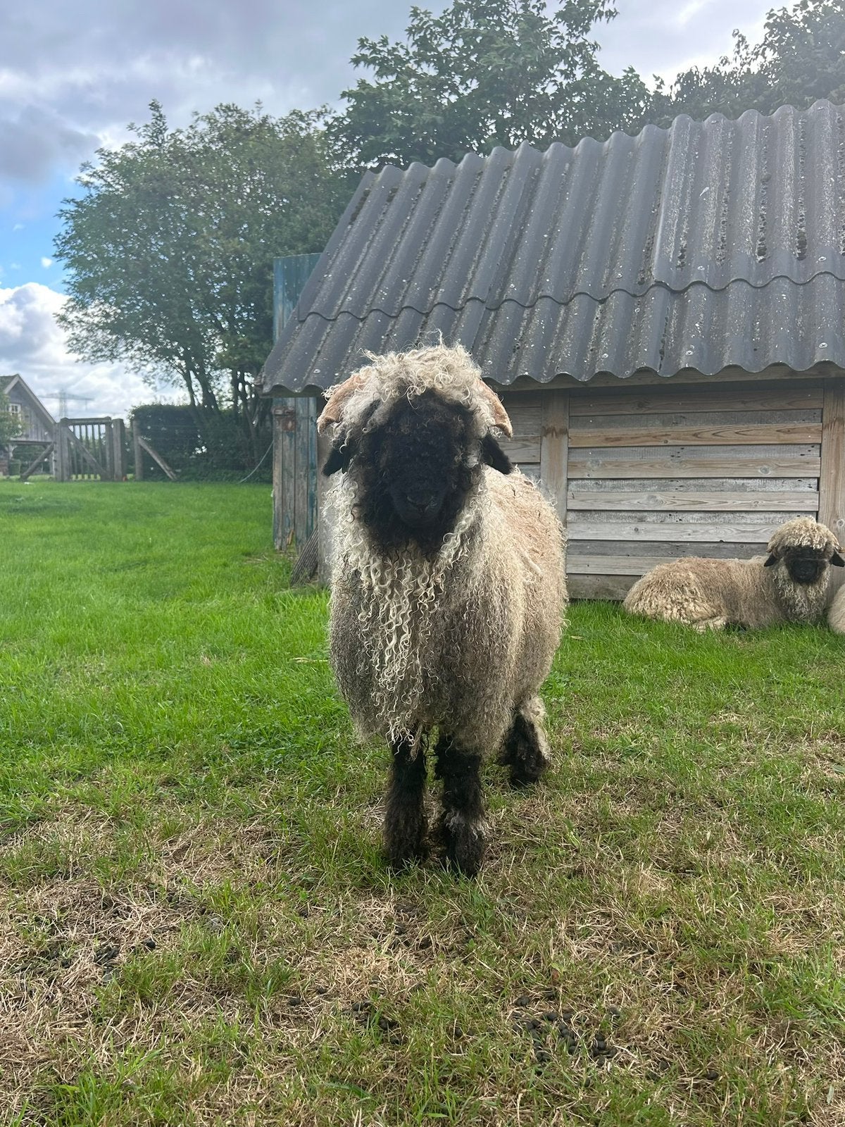 Walliser schwarznase, stamboek ooilam te koop, Dieren en Toebehoren, Vrouwelijk, Schaap