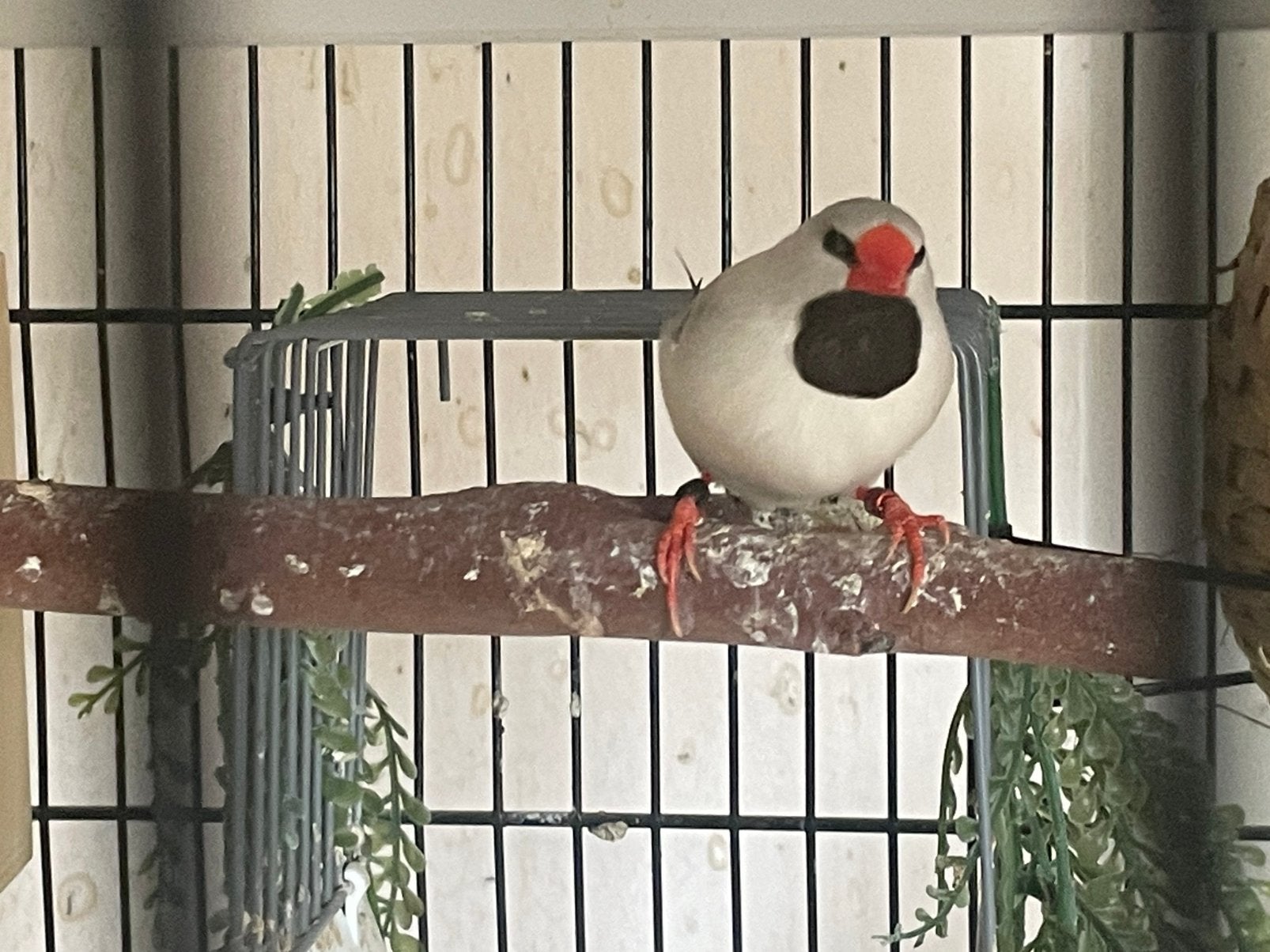 Spitsstaartamadine Pearl/grijs 24 pop, Dieren en Toebehoren, Vogels | Overige Vogels