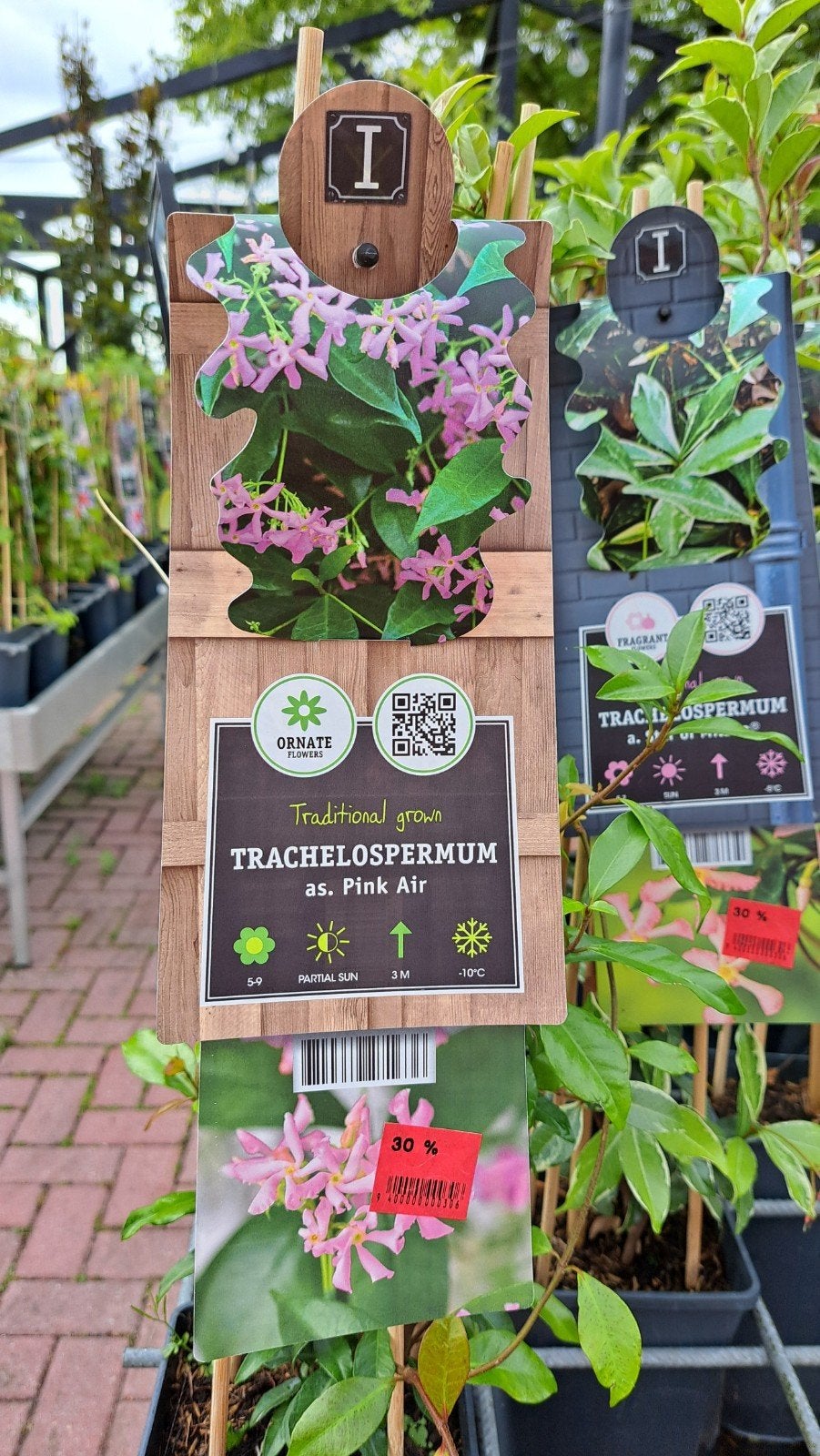 Diverse klimplanten! Nu met 30% korting! Op is op!, Ophalen, Volle zon, Vaste plant, Klimplanten