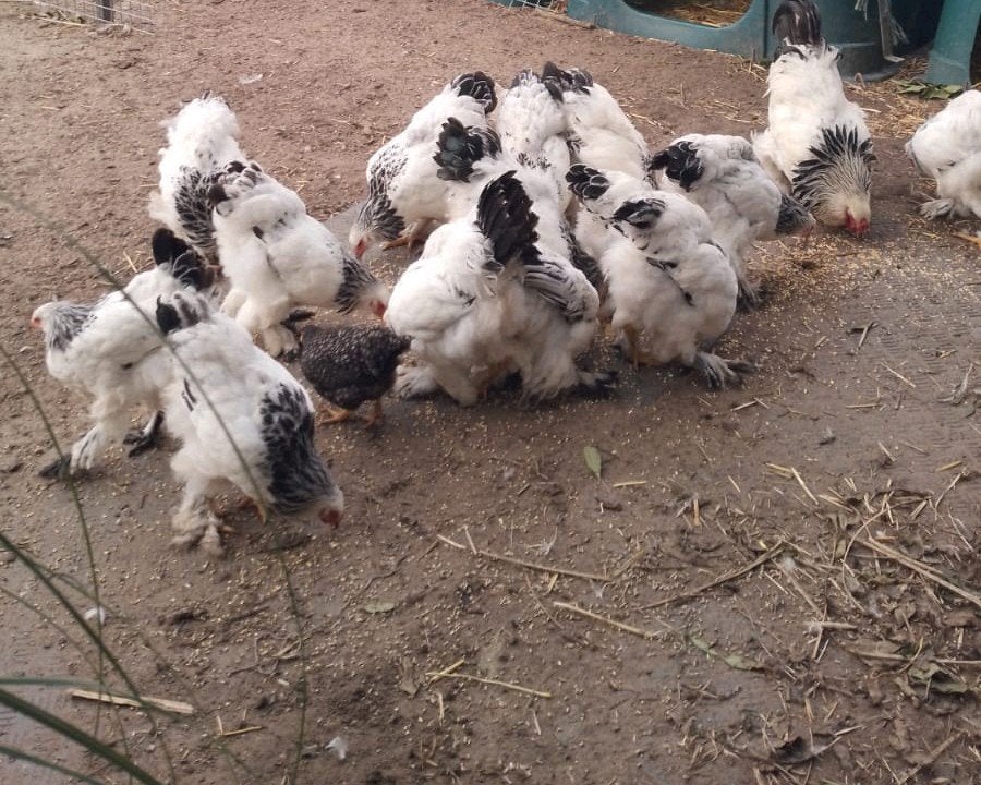 Brahma zwart wit Columbia hanen en nog enkele hennen, Meerdere dieren, Kip