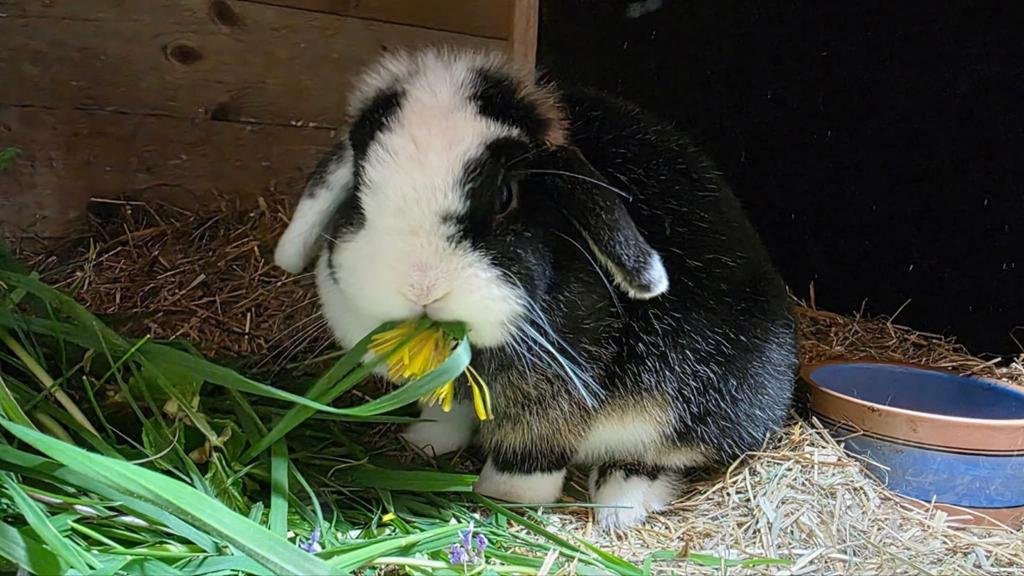 Lieve en super kleine Mini Lop voedster zoekt gezeldschap, Dieren en Toebehoren, Vrouwelijk, Dwerg, Hangoor, 0 tot 2 jaar