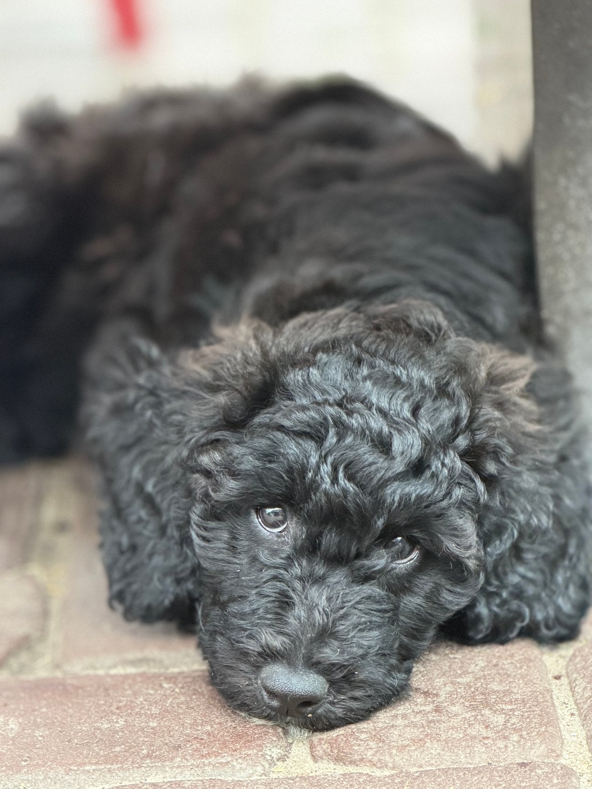 Laatste zwart Australian Labradoodle teefje, Dieren en Toebehoren, Honden | Retrievers, Spaniëls en Waterhonden, Parvo, Overige rassen