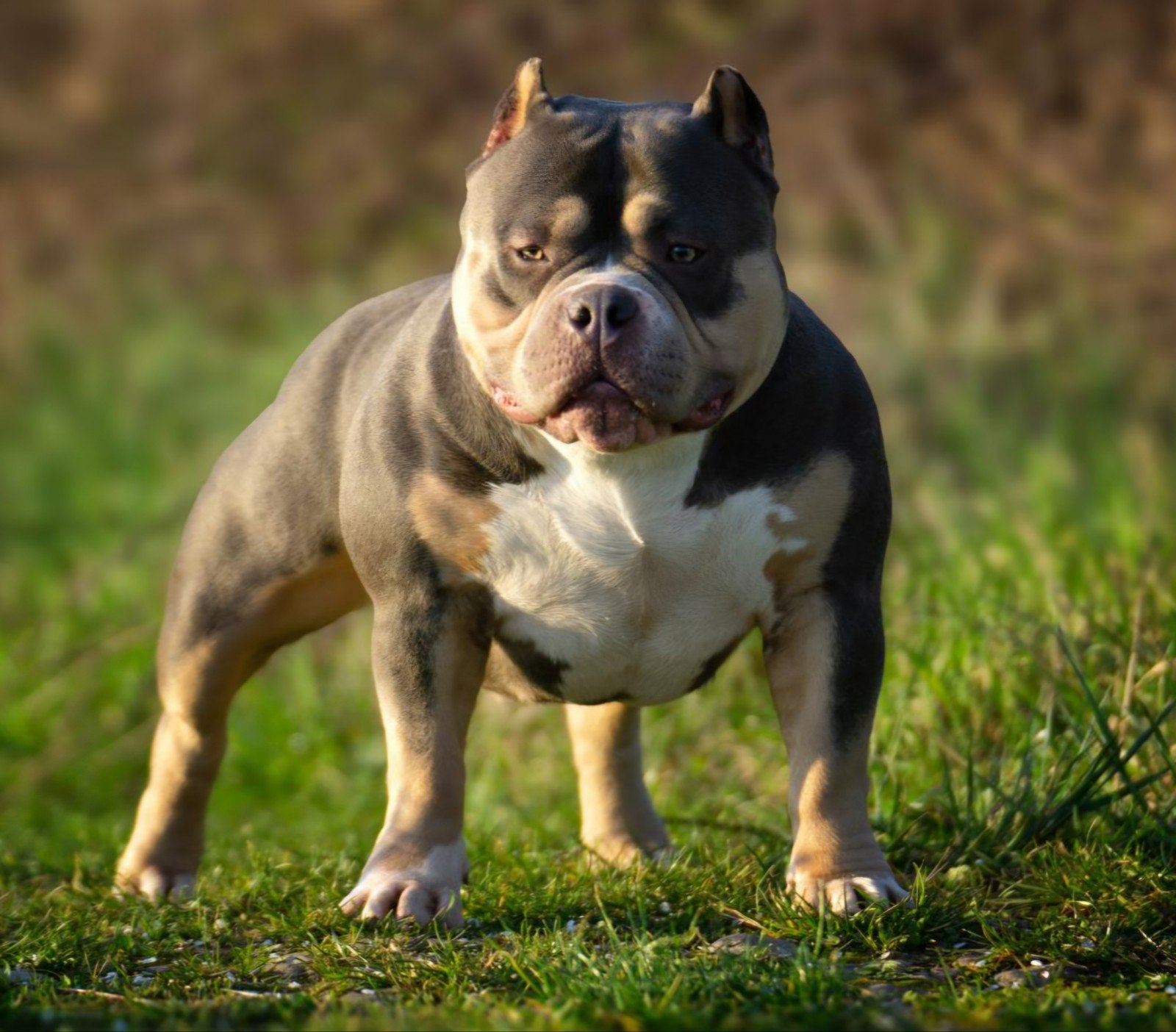 American Bully Pups Teef Pocket/Standard, Dieren en Toebehoren, Honden | Bulldogs, Pinschers en Molossers, 8 tot 15 weken, Parvo
