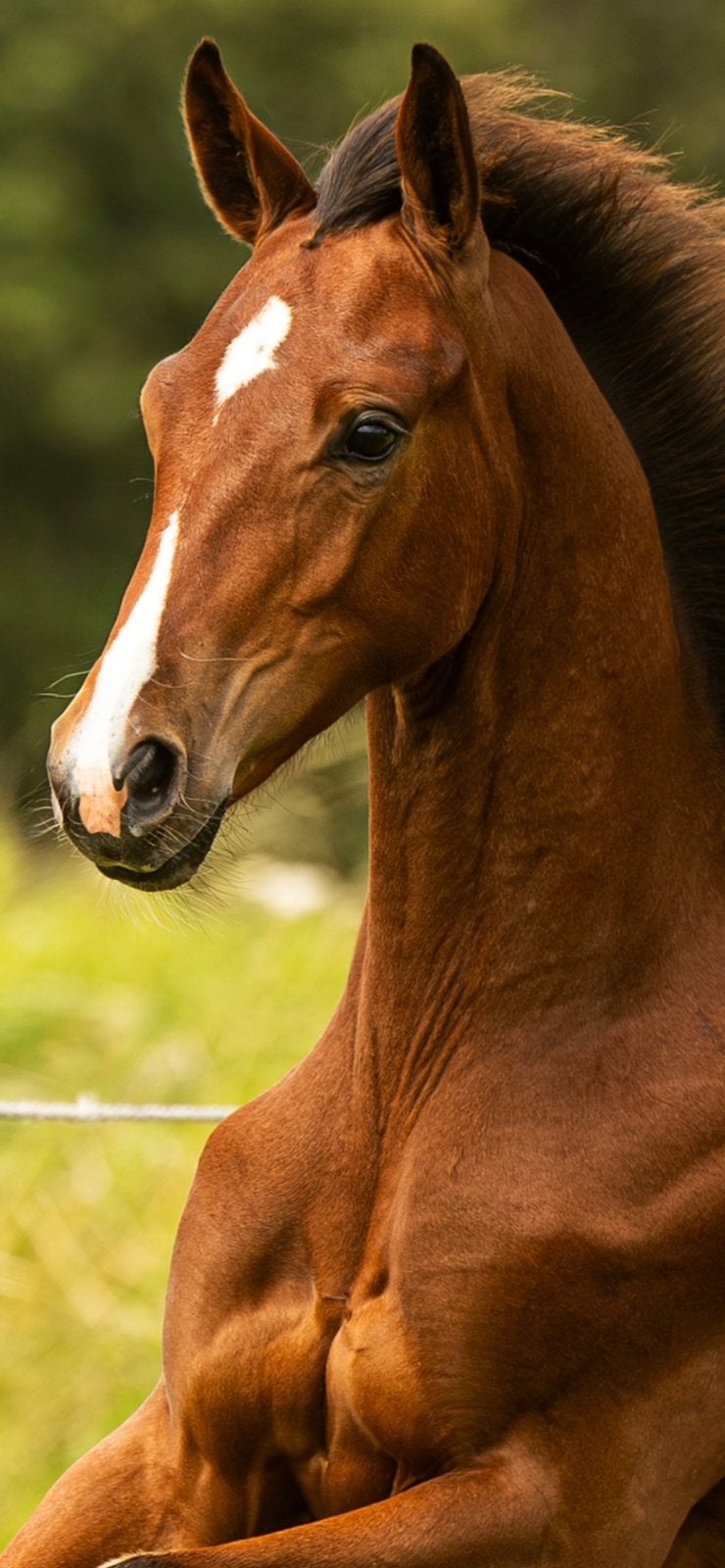 Zeer mooie langgelijnde hoogbenige jaarling merrie v.Sarai L, Merrie, Dressuurpaard, Met stamboom, 0 tot 2 jaar