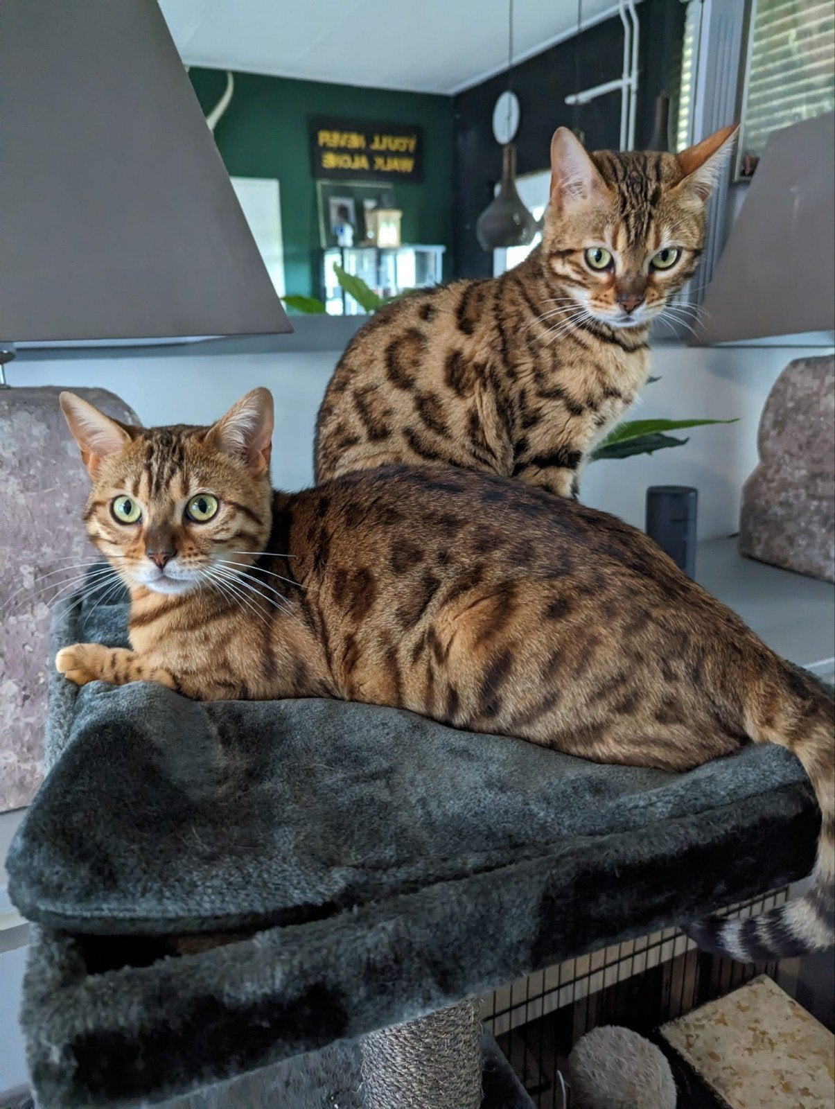 2 bengaal vrouwtjes van 2 en 3 jaar oud, Dieren en Toebehoren, Poes, 3 tot 5 jaar