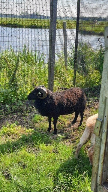 Dekram Ouessantschaap huren | Verschillende dieren, Dieren en Toebehoren, Mannelijk, Schaap