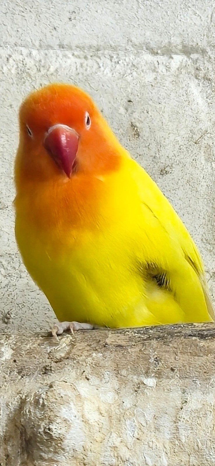 lutino/creme fischeri, Geslacht onbekend, Dwergpapegaai of Agapornis, Geringd